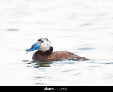 Homme (Oxyura leucocephala) dans la région de Laguna de Navaseca, Daimiel (Espagne). Banque D'Images