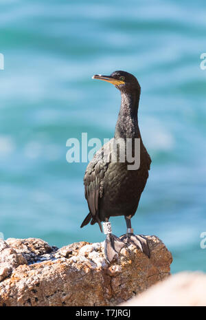 Méditerranée adultes Shag Phalacrocorax aristotelis desmarestii) (en plumage d'hiver perché sur des rochers près de Barcelona, Catalonia, Espagne. Banque D'Images