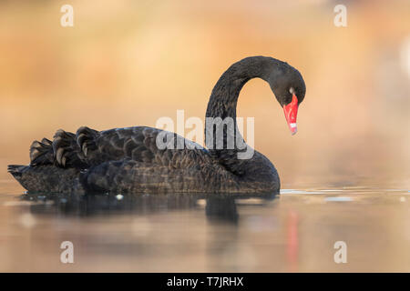 Hot Black Swan (Cygnus atratus) Nager avec les yeux fermés dans un étang urbain en Allemagne au cours de l'hiver. Banque D'Images