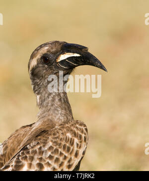 Calao gris d'Afrique (Tockus nasutus) debout sur un grassfield dans un camp de safari dans le parc national Kruger en Afrique du Sud. Zone naturelle contre brown Banque D'Images