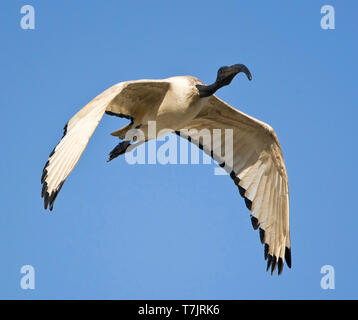 Ibis sacré (Threskiornis africains aethiopicus) en vol en Afrique du Sud, vu de face. Voler contre un ciel bleu en arrière-plan. Banque D'Images