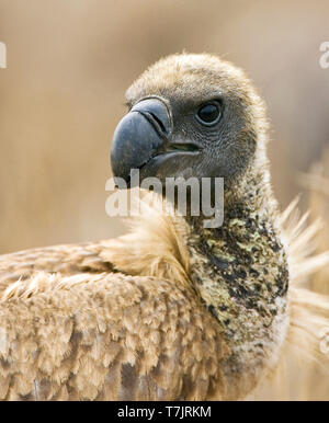 Portrait d'une critique d'extinction Vautour africain (Gyps africanus) à un Lion tuer dans le parc national Kruger en Afrique du Sud. Banque D'Images