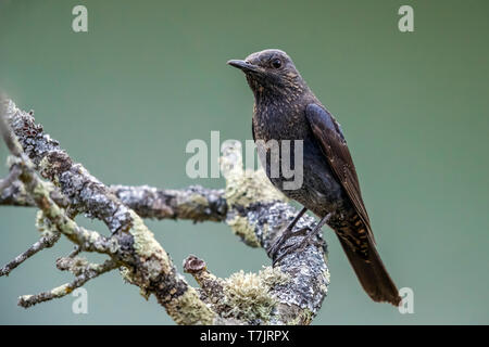 Femelle adulte Blue Rock-Thrush assis sur un arbre en Montfraguë, Espagne. 19 mai, 2018. Banque D'Images