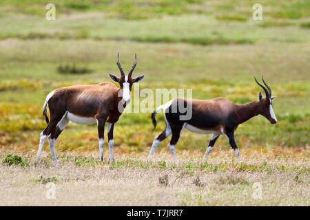 (Bontebok Damaliscus pygargus) dans game park en Afrique du Sud. Banque D'Images