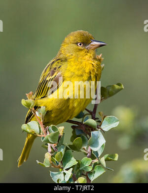 Cape Weaver (Ploceus capensis) perché en haut de Bush en Afrique du Sud. Banque D'Images