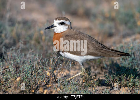 Premier homme de l'été, Caspian Plover (Charadrius asiaticus) marcher sur une steppe au Kazakhstan. Vue de côté. Banque D'Images