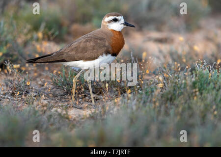 Premier homme de l'été, Caspian Plover (Charadrius asiaticus) debout sur une steppe au Kazakhstan. Vue de côté de la garde d'oiseaux. Banque D'Images