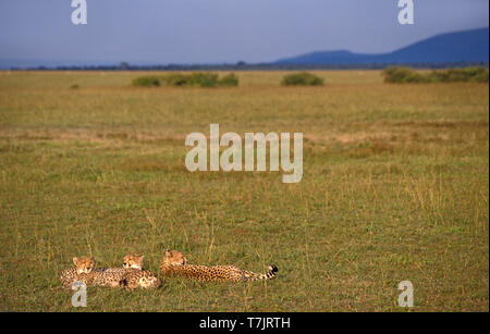 Femelle adulte Guépard (Acinonyx jubatus) allongé dans l'herbe avec ses deux jeunes oursons dans le Masai Mara au Kenya. Banque D'Images