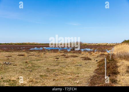 La superficie des terres humides au sud de Raabjerg Mile, avril ; le Nord du Jutland, Danemark Banque D'Images