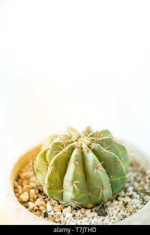 Vue rapprochée de cactus vert cactus vert en pot.plante sur un bureau en bois.magnifique petit cactus en pot. Banque D'Images