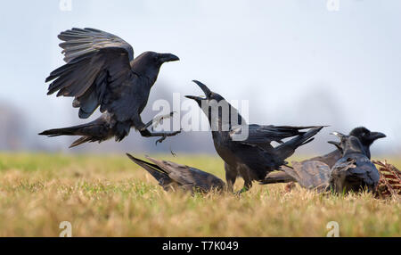 Les grands corbeaux interactions - dur combat entre deux oiseaux pour les charognes Banque D'Images