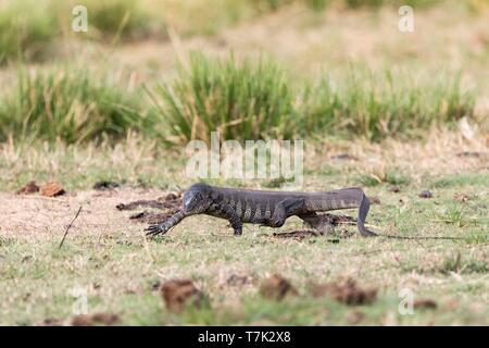 Le Parc National de Chobe, Botswana, Chobe River Nile Monitor (Varanus niloticus), dans l'herbe Banque D'Images