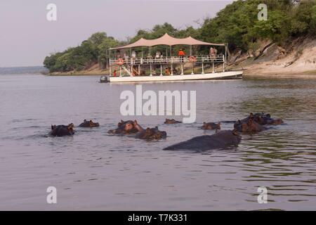 Le Parc National de Chobe, Botswana, Chobe river, l'hippopotame commun ou l'Hippopotame (Hippopotamus amphibius), dans l'eau Banque D'Images