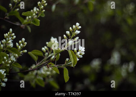 Close up d'un Prunus Pradas bush, European bird cherry, poussant dans un jardin. Banque D'Images