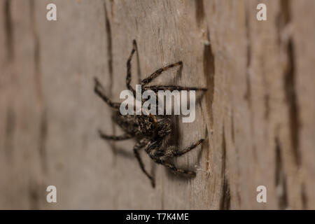 Zodariidae (Platycryptus californicus) du comté de Morgan, Colorado, USA. Banque D'Images