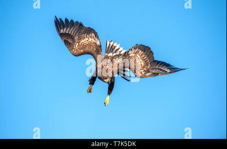 À queue blanche juvénile en vol piqué. Fond de Ciel bleu. Nom scientifique : Haliaeetus albicilla, également connu sous le nom de l'ern, erne, gray eagle, Eura Banque D'Images