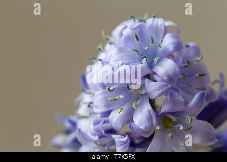 Gros plan du haut d'une fleur Bluebell Espagnol Banque D'Images