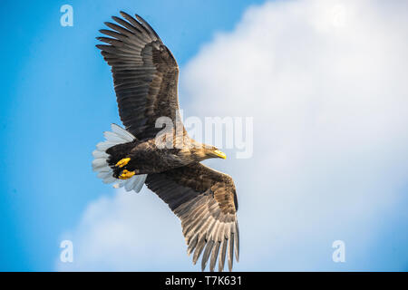 À queue blanche adultes en vol. Nom scientifique : Haliaeetus albicilla, également connu sous le nom de l'ern, erne, gray eagle, l'aigle de mer et d'une queue blanche Banque D'Images