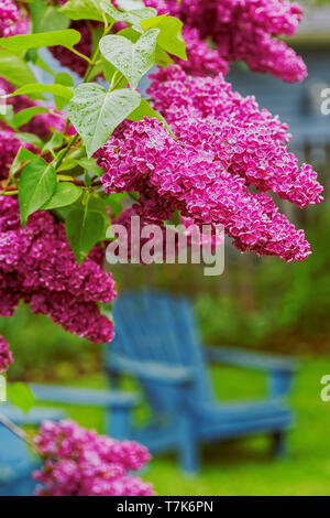 Floraison lilas dans un jardin. Banque D'Images