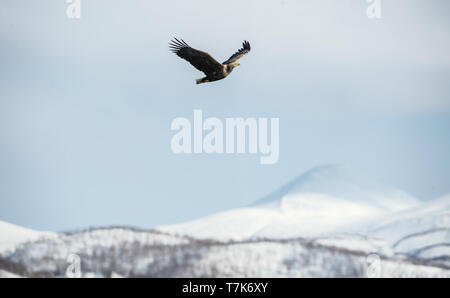 À queue blanche adultes en vol. Arrière-plan la montagne. Nom scientifique : Haliaeetus albicilla, également connu sous le nom de l'ern, erne, gray eagle, mer eurasienne Banque D'Images