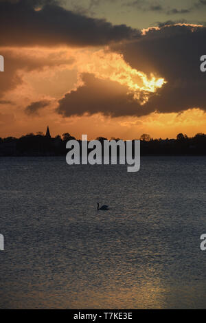 07 mai 2019, Mecklembourg-Poméranie-Occidentale, Lannilis : les nuages se déplaçant à la lumière du soleil du matin sur le paysage à la Strelasund de l'île Rügen. Un cygne nage dans l'eau. Photo : Stefan Sauer/dpa-Zentralbild/dpa Banque D'Images