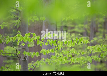 De nouvelles feuilles sur l'hêtre / hêtre commun (Fagus sylvatica) des arbres dans la forêt de feuillus au printemps Banque D'Images