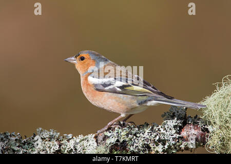 Common Chaffinch (Fringilla coelebs) mâle perché dans l'arbre à la fin de l'hiver / début du printemps Banque D'Images