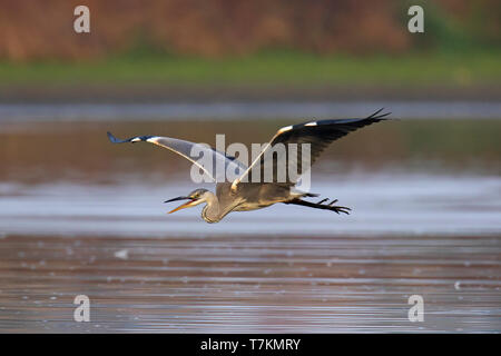 Héron cendré (Ardea cinerea) en vol au-dessus de l'eau du lac / étang / river lors de l'appel Banque D'Images