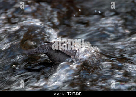 White-throated dipper (Cinclus cincle d'Europe / cinclus aquaticus) en quête de plonger sous l'eau dans le ruisseau en hiver Banque D'Images