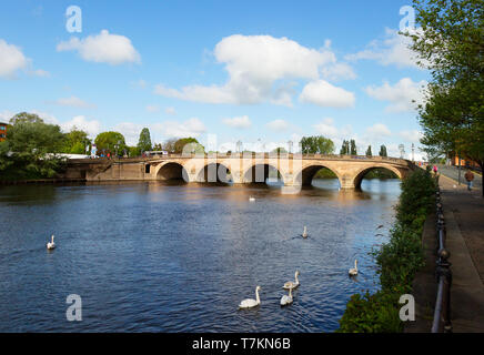 Pont de Worcester - cygnes de la swannery au 18e siècle pont traversant la rivière Severn à Worcester, Worcestershire, Angleterre, Royaume-Uni Banque D'Images