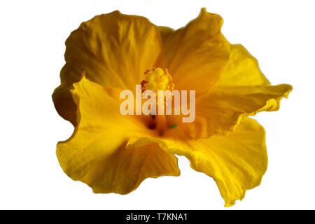 Photo d'une fleur d'hibiscus jaune isolé sur fond blanc Banque D'Images