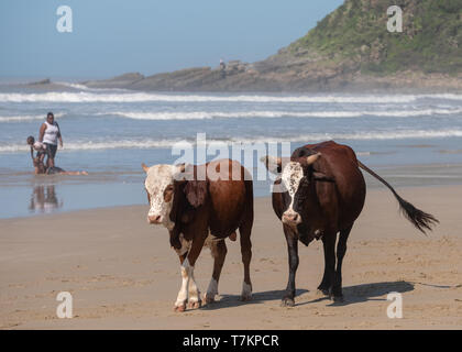 Nguni brun et blanc vaches au deuxième Plage, Port St Johns sur la côte sauvage au Transkei, Afrique du Sud. Les gens jouent dans la mer derrière. Banque D'Images