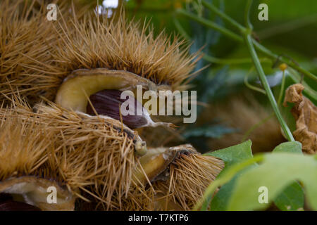 Close up de Castanea sativa, ou châtaigne. Banque D'Images