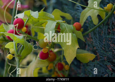 Bryonia dioica, connu par les noms communs red bryony et bryone blanche Banque D'Images