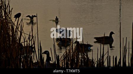 L'aube sur le Marais, Lindsey City Park Public Fishing Lake, Canyon, Texas. Banque D'Images