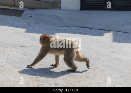 MACAQUE de Barbarie à pied dans la rue l'été à Gibraltar Banque D'Images