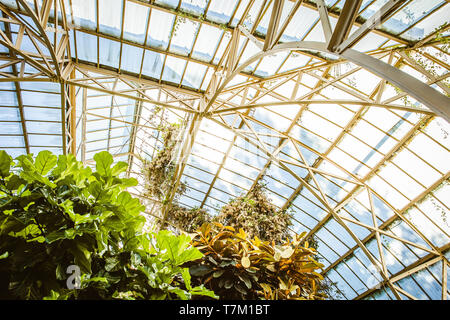 Serre tropicale serre intérieur ensoleillé plein de plantes vertes luxuriantes. Fond du jardin botanique. De plus en plus fraîche les feuilles des plantes de décoration intérieure. Banque D'Images