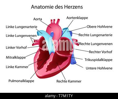 Vector illustration en langue allemande avec la structure médicale de l'insuffisance cardiaque Illustration de Vecteur