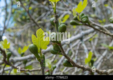 Les jeunes verts figs croissant sur Ficus carica ou figues commun arbre qui fait partie de la famille de mûrier Banque D'Images