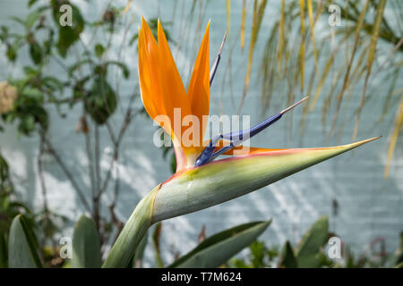 Strelitzia Oiseau de Paradis plante en fleur Banque D'Images
