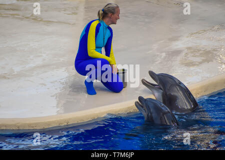 Orlando, Floride. Décembre 25, 2018 . Les dauphins en attente de l'animateur pour les nourrir avec des poissons, comme récompense pour leurs acrobaties à Seaworld. Banque D'Images