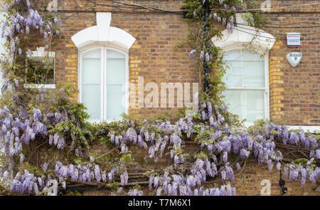 Glycine sur une maison au printemps. Ennismore Gardens Mews, South Kensington, Kensington & Chelsea, London. L'Angleterre Banque D'Images