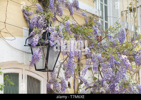 Glycine sur une maison de plus en plus autour d'une lumière de rue au printemps. Ennismore Gardens Mews, South Kensington, Kensington & Chelsea, London. L'Angleterre Banque D'Images