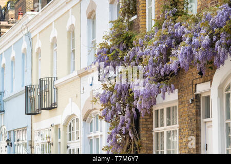 Glycine sur une maison au printemps. Ennismore Gardens Mews, South Kensington, Kensington & Chelsea, London. L'Angleterre Banque D'Images