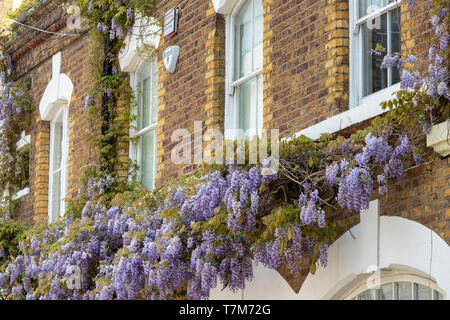 Glycine sur une maison au printemps. Ennismore Gardens Mews, South Kensington, Kensington & Chelsea, London. L'Angleterre Banque D'Images