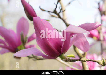 Magnolia 'Surprise de Caerhays'. En forme de fleurs de lis d'eau Magnolia 'Surprise de Caerhays' au printemps. UK. Aga Banque D'Images