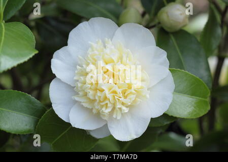 Camellia japonica 'Gwenneth Morey' fleurit au printemps Banque D'Images