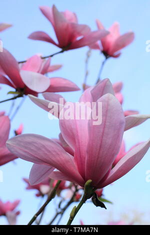 Magnolia 'Star Wars'. Parfumé, fleurs en forme d'étoile de Magnolia 'Star Wars' au printemps. UK. Aga Banque D'Images