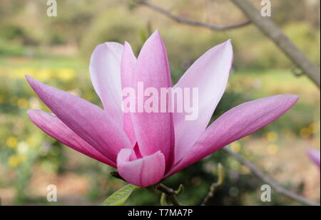Magnolia 'Star Wars'. Parfumé, fleurs en forme d'étoile de Magnolia 'Star Wars' au printemps. UK. Aga Banque D'Images