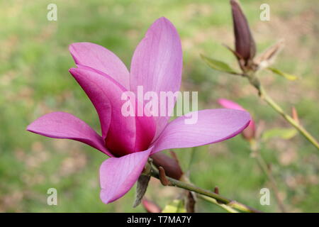 Magnolia 'Heaven Scent'. Fleurs en forme de coupe de Magnolia 'Heaven Scent' Banque D'Images